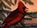 Cardinal