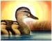 Ducks